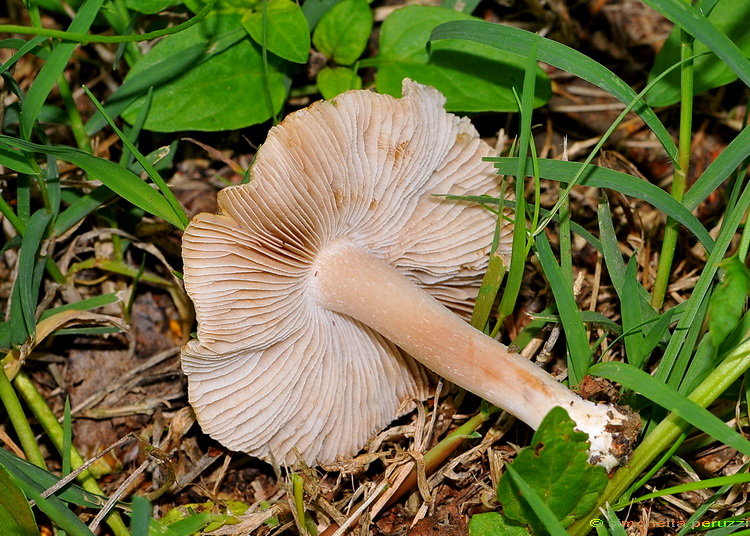 Inocybe sp. sotto betulla...